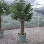 Palma konopná (Trachycarpus fortunei) - výška kmeňa 100-120 cm, celková výška 200-250 cm, kont. C70L (-17°C)